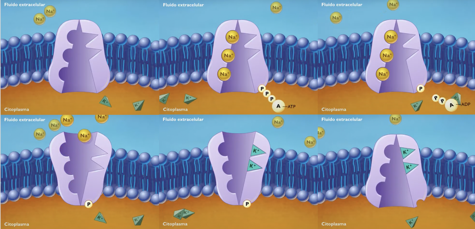 <p>1º 3 iones de sodio+ (Na) - del medio intracelular al extracelular 2º 2 iones de potasio+ (K) - del medio extracelular al intracelular</p>