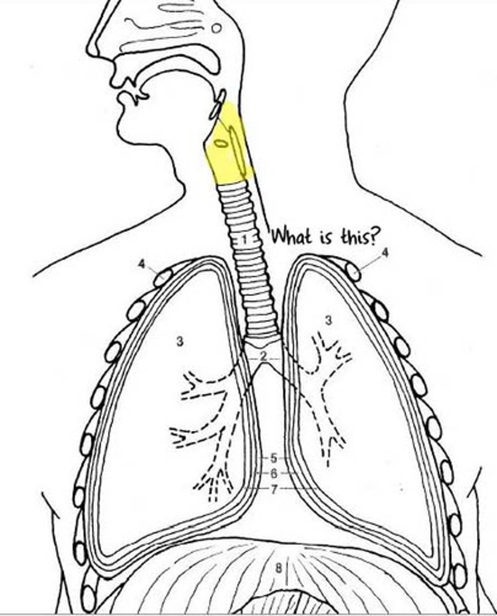 <p>Also called the throat; a junction that opens to both the esophagus and the trachea.</p>
