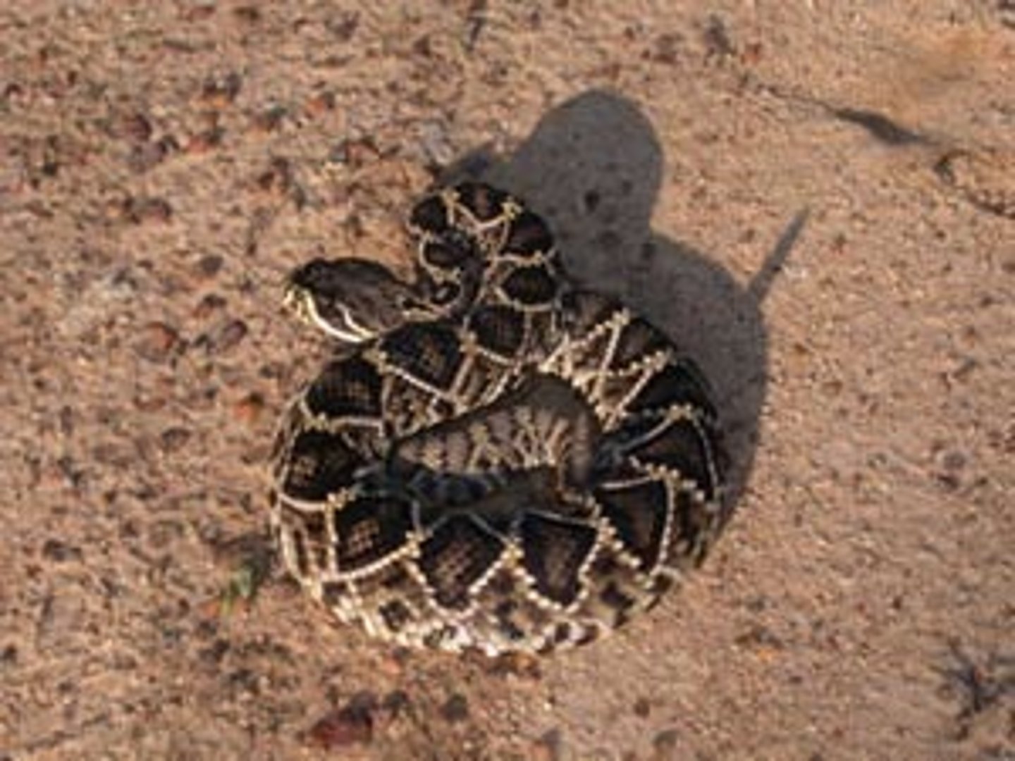 <p>Crotalus adamanteus</p>