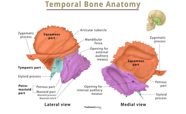 <ul><li><p>paired</p></li><li><p>form lateral wall of the skull and part of the base of the skull</p></li><li><p>articulate with zygomatic bone, parietal bone, occipital bone, sphenoid, mandible</p></li><li><p>three parts</p><ul><li><p>squamous, tympanic, pterous </p></li></ul></li></ul><p></p>