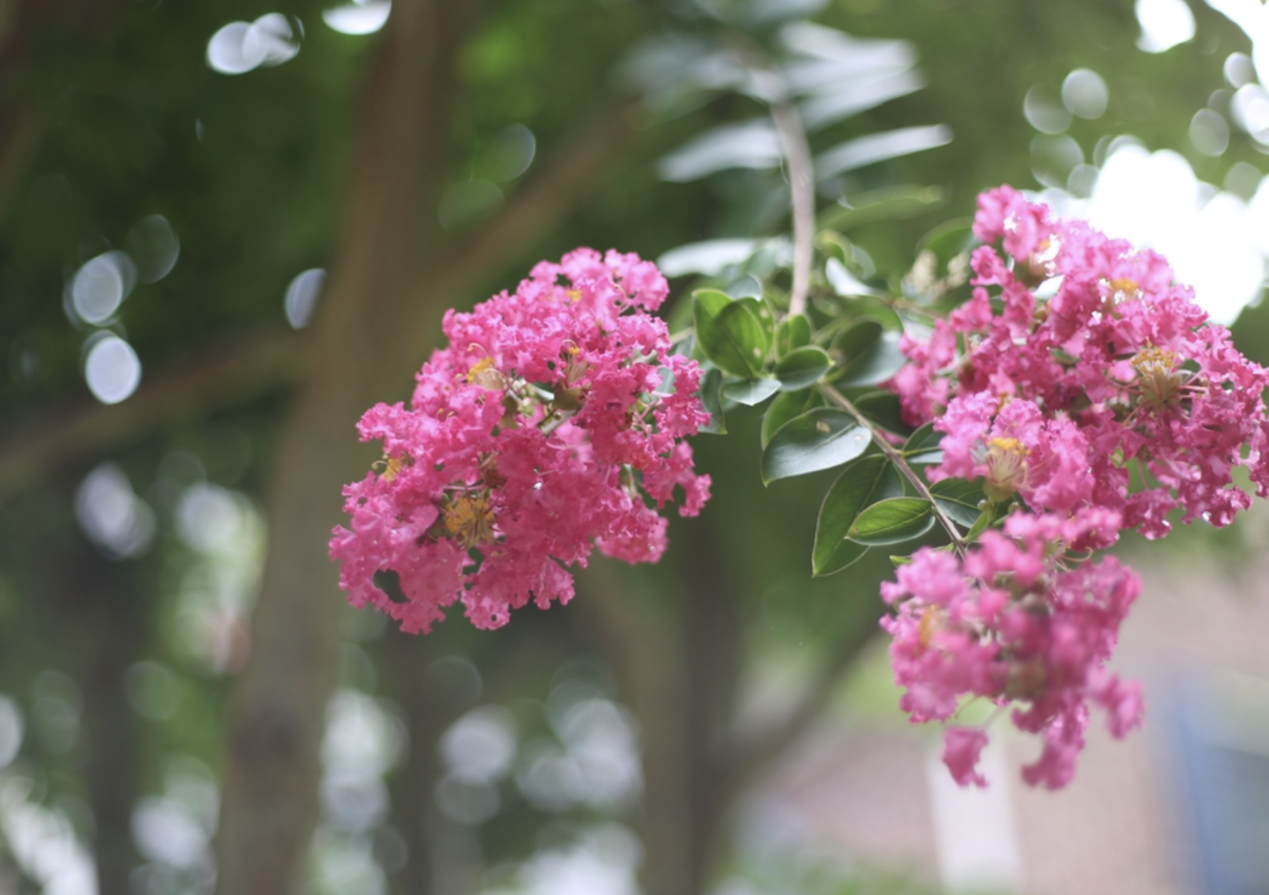 <p><span>crape myrtle</span></p><p><span>frilly flowers in clusters, look like crafts and are papery </span></p><p><span>leaves are the same shape as the saucer magnolia just no drop tip </span></p><p><span>shrub or tree </span></p>