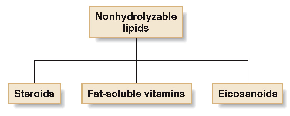 <p>lipids that cannot be converted to small molecules by hydrolysis with water.</p>