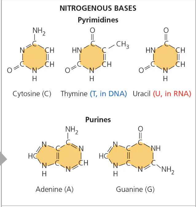 <p><span>one of two types of nitrogenous bases found in nucleotides, characterized by a six-membered ring fused to a five-membered ring</span></p><ul><li><p><span>Adenine and guanine</span></p></li></ul><p></p>