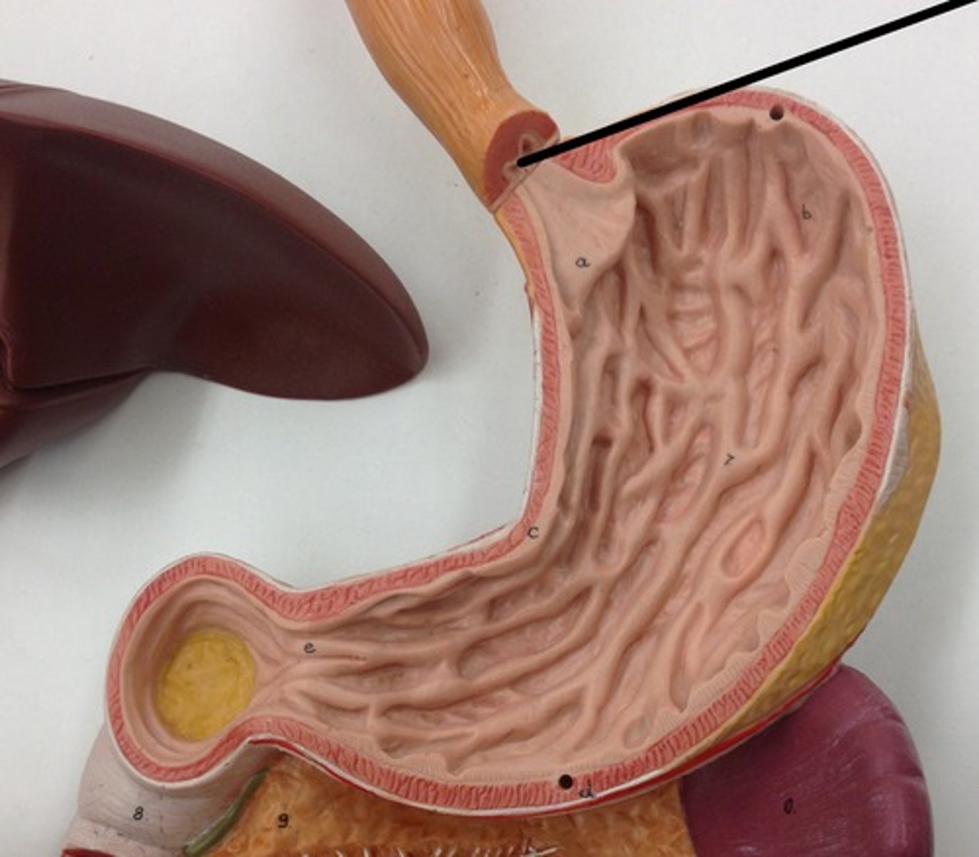 knowt flashcard image