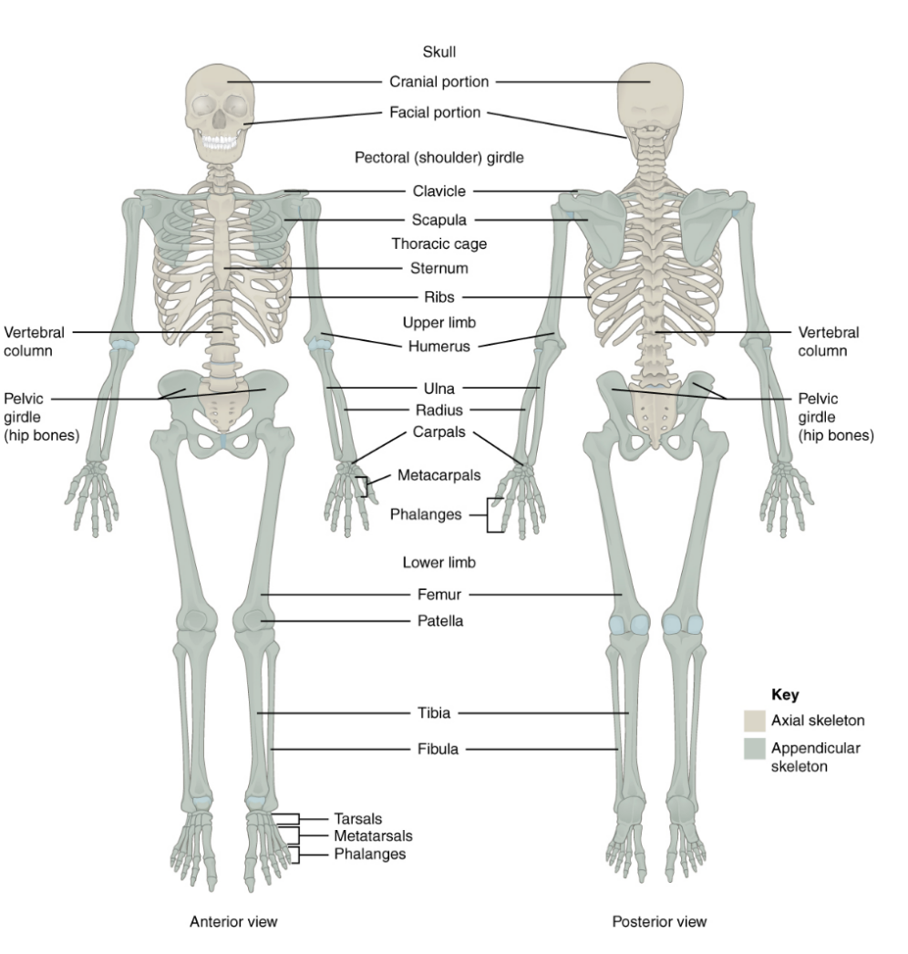 <ul><li><p>Upper &amp; lower extremities, associated pectoral &amp; pelvic girdles</p></li><li><p>126 bones</p></li></ul><p></p>