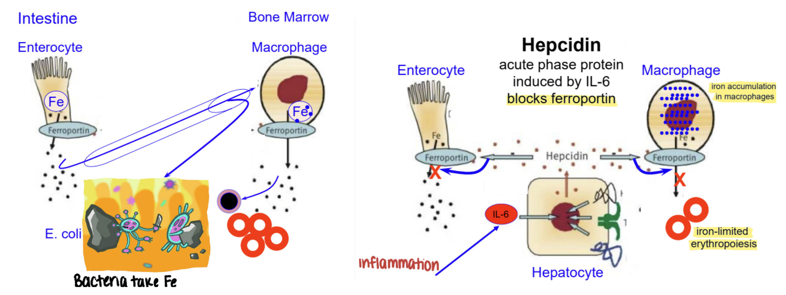 <ul><li><p>acute phase protein that blocks ferroportin → iron accumulates in macrophages → inhibits erythropoiesis during inflammation</p></li></ul><ul><li><p>prevent bacteria from stealing and using iron</p></li></ul><p></p>