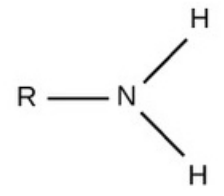 <ul><li><p>charged, accepts H+ to form NH3+</p></li><li><p><strong>basic</strong></p></li></ul><p>req.</p><ul><li><p>anything with an N w/ <strong>only</strong> single bonds</p></li></ul><p>note</p><ul><li><p>an amino may have an N+ (single) bonded to 3 R groups and 1 H</p></li></ul>