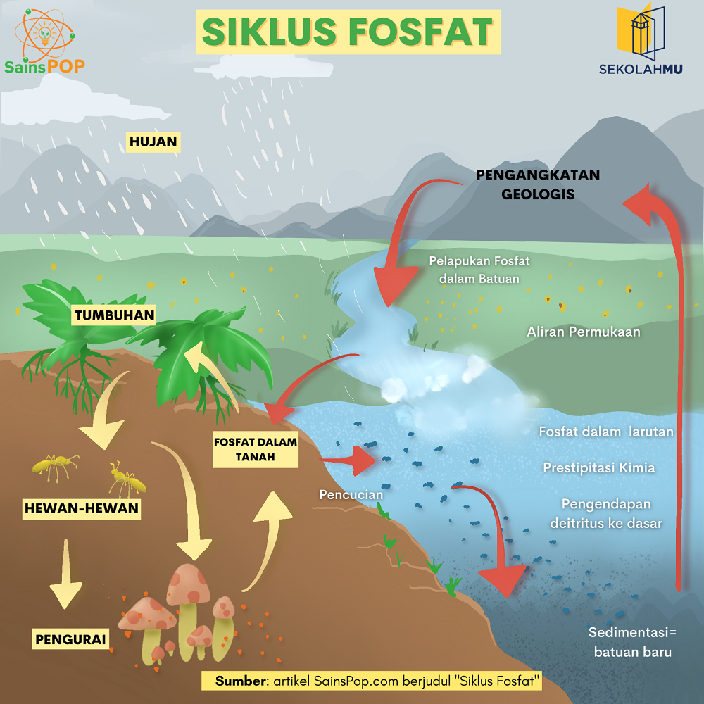 <p>Fosfor yang ada di batu mengalami pelapukan </p><p>Fosfor diserap oleh tanaman </p><p>Fosfor yang ada pada tanaman dimakan oleh hewan </p><p>Hewan mati </p><p>Hewan di dekomposisi mengeluarkan fosfor ke tanah atau air </p><p>Fosfor mengendap di air kembali menjadi batu</p>