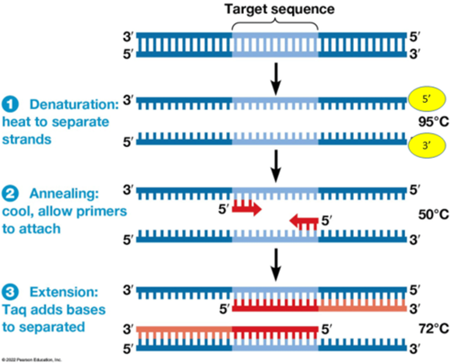 <p>•Laat toe snel veel identieke kopieën van een DNA molecule te maken</p><p>•Afwisselend hoge (denatureren DNA) en lagere temperaturen (hybridisatie + DNA synthese).</p><p>3 stappen worden telkens herhaald:</p><p>-denaturation</p><p>-annealing</p><p>-extension</p><p>•Hittestabiel DNA polymerase: Taq-polymerase</p><p>•Synthetische primers op basis van complementariteit</p><p>Handboek p646</p>