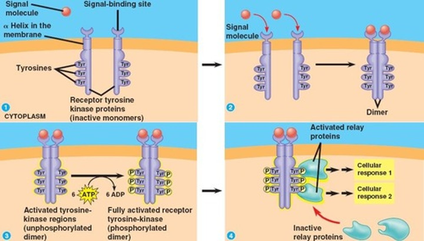 <p>Upon activation, neighboring RTKs will move close together and form cross-linked dimers. Next the Tyrosine amino acids in the Enzymatic Domain will phosphorylate each other. Now, these Phosphorylated Tyrosine amino acids can bind to intracellular proteins and activate them.</p>