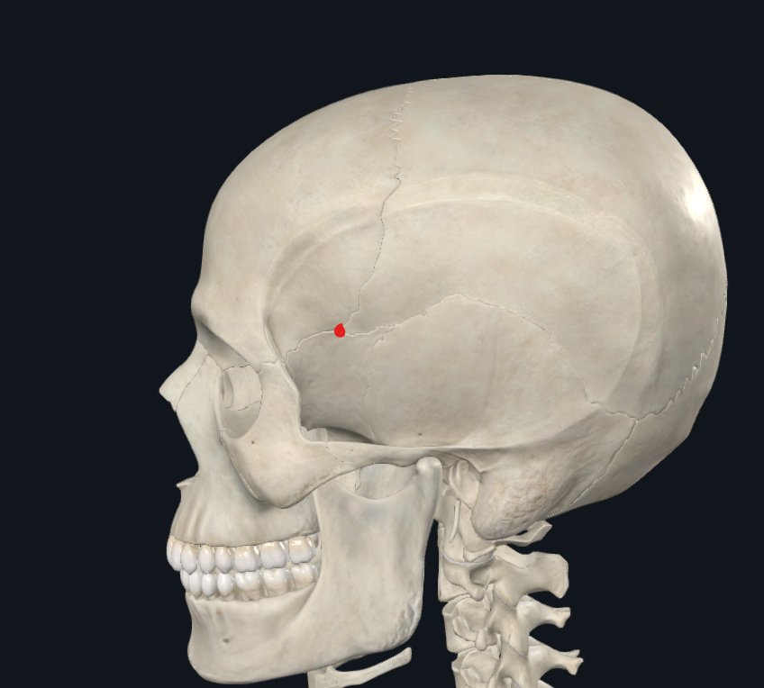 <p>Anteroinferior</p>