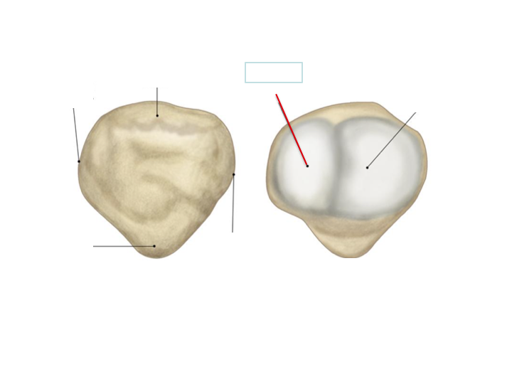 <p>Patella</p>