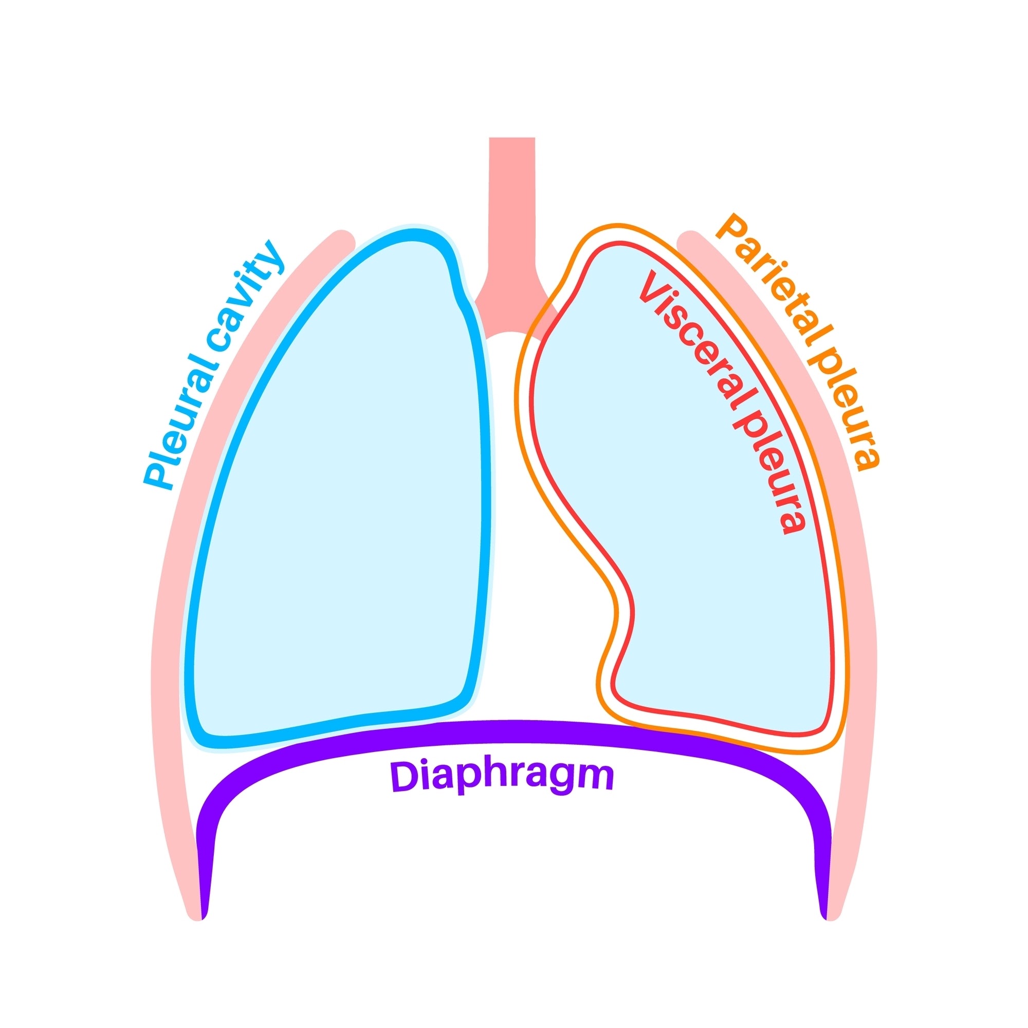 <p>Parietal pleura (lines thoracic wall) and Visceral pleura (covers lung surface), separated by the pleural cavity</p>
