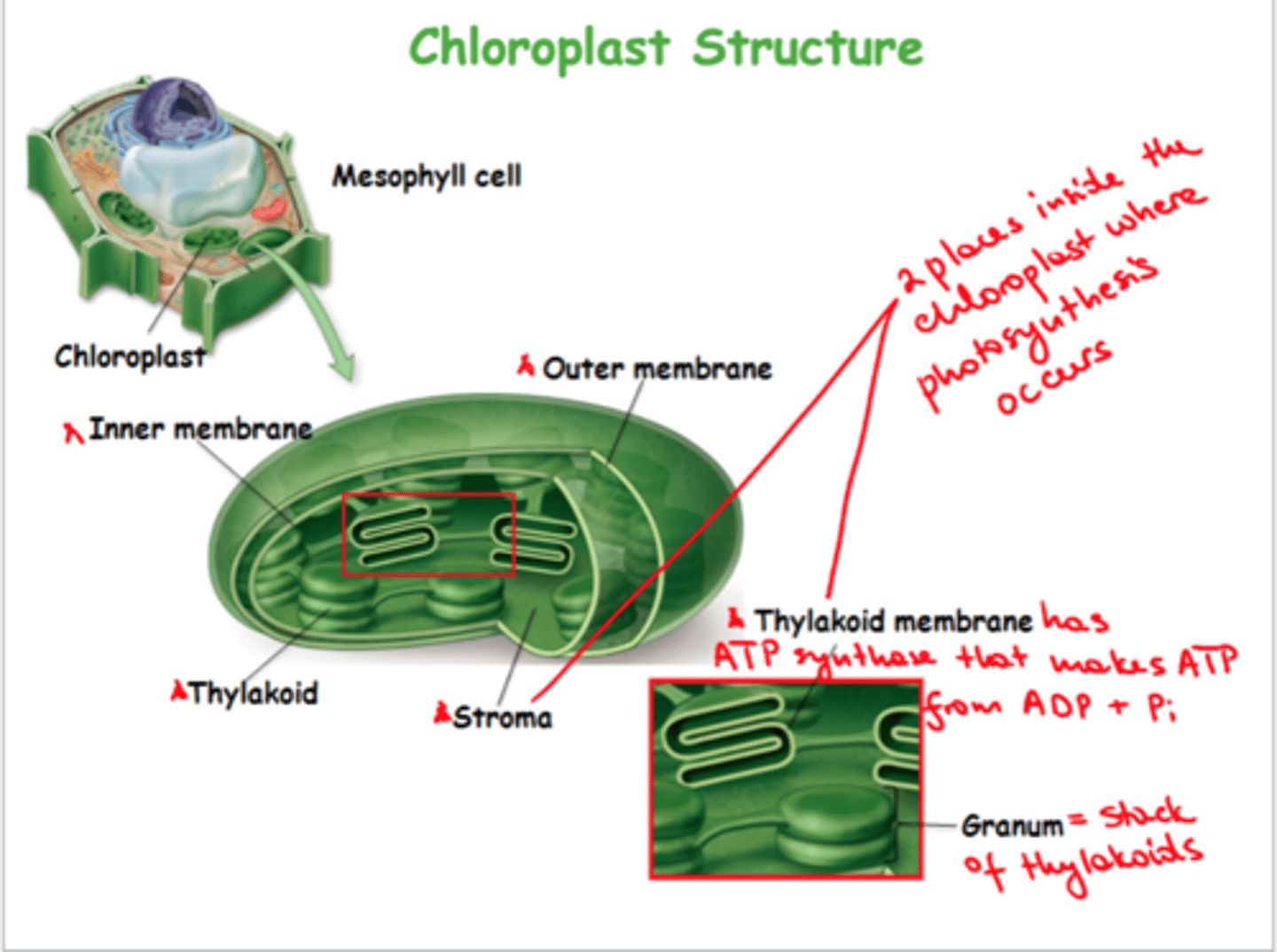 <p>The photosynthetic membrane within a chloroplast that contains light absorbing pigment molecules and electron transport chains.</p>