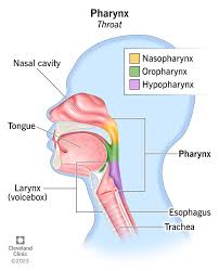 <p>pharynx </p>