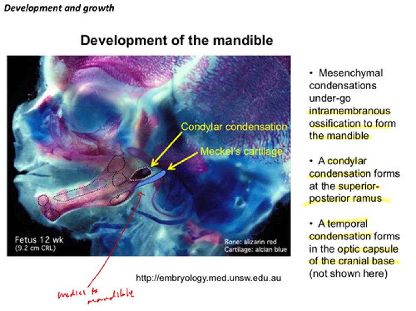 <p>medial to mandible</p>