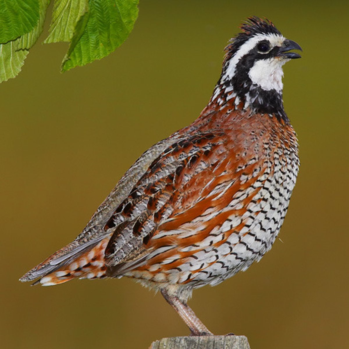 <p>Colinus virginianus</p>