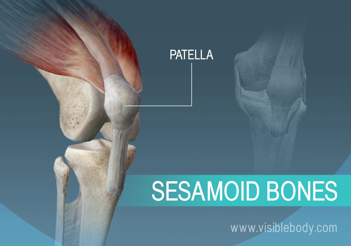 <p>patella (located at the front of the knee joint)</p>