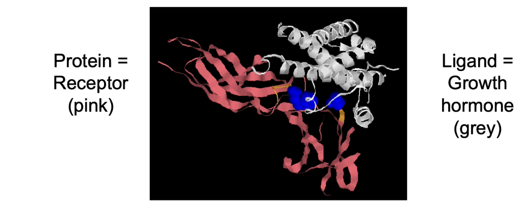 <ul><li><p class="">Protein structure determines its ability to bind specific molecules (ligands).</p></li><li><p class="">Without interaction with another molecule, a protein is essentially non-functional.</p></li><li><p class="">Examples of protein-ligand interactions:</p><ul><li><p class="">Antibodies binding antigens (immune response)</p></li><li><p class="">Enzymes binding substrates (catalysis)</p></li><li><p class="">Transcription factors binding DNA (gene expression)</p></li><li><p class="">Cell-surface receptors binding signaling molecules (e.g., growth hormone receptors)</p></li></ul></li></ul><p></p>