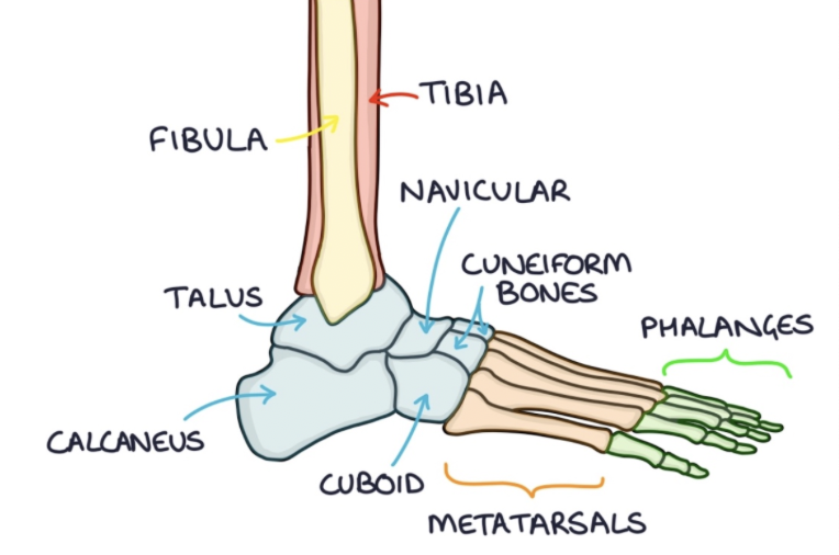 <p>the bone that joins with the tibia and fibular at the ankle joint </p>