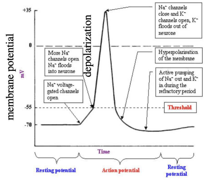 <p>rapid depolarization - occurs in amacrine cells and retinal ganglion cells</p>