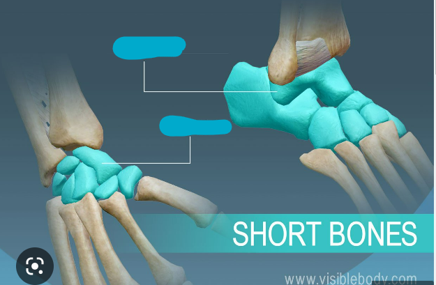 What are examples of short bones?