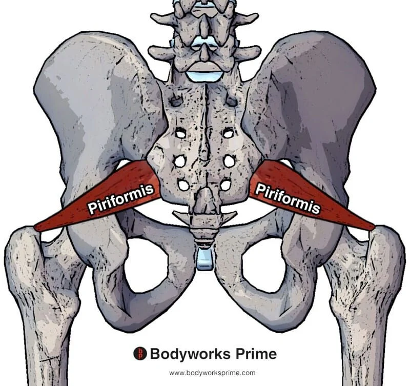 <p>The piriformis muscle: </p><p>A. is attached to the greater trochanter T</p><p>B. emerges from the pelvis through the greater sciatic foramen T</p><p>C. is a lateral rotator of the thigh at the hip T</p><p>D. is inferior to the gluteus medius in the buttock T</p><p>E. has the sciatic nerve emerging inferior to its lower border T</p>