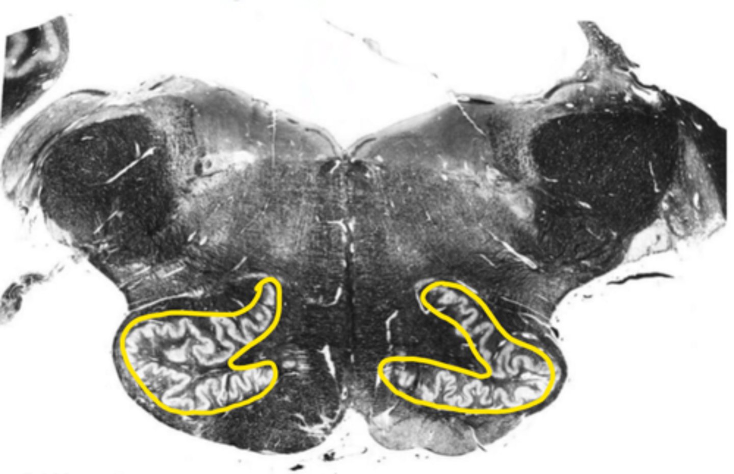 <p>ID the structure</p>