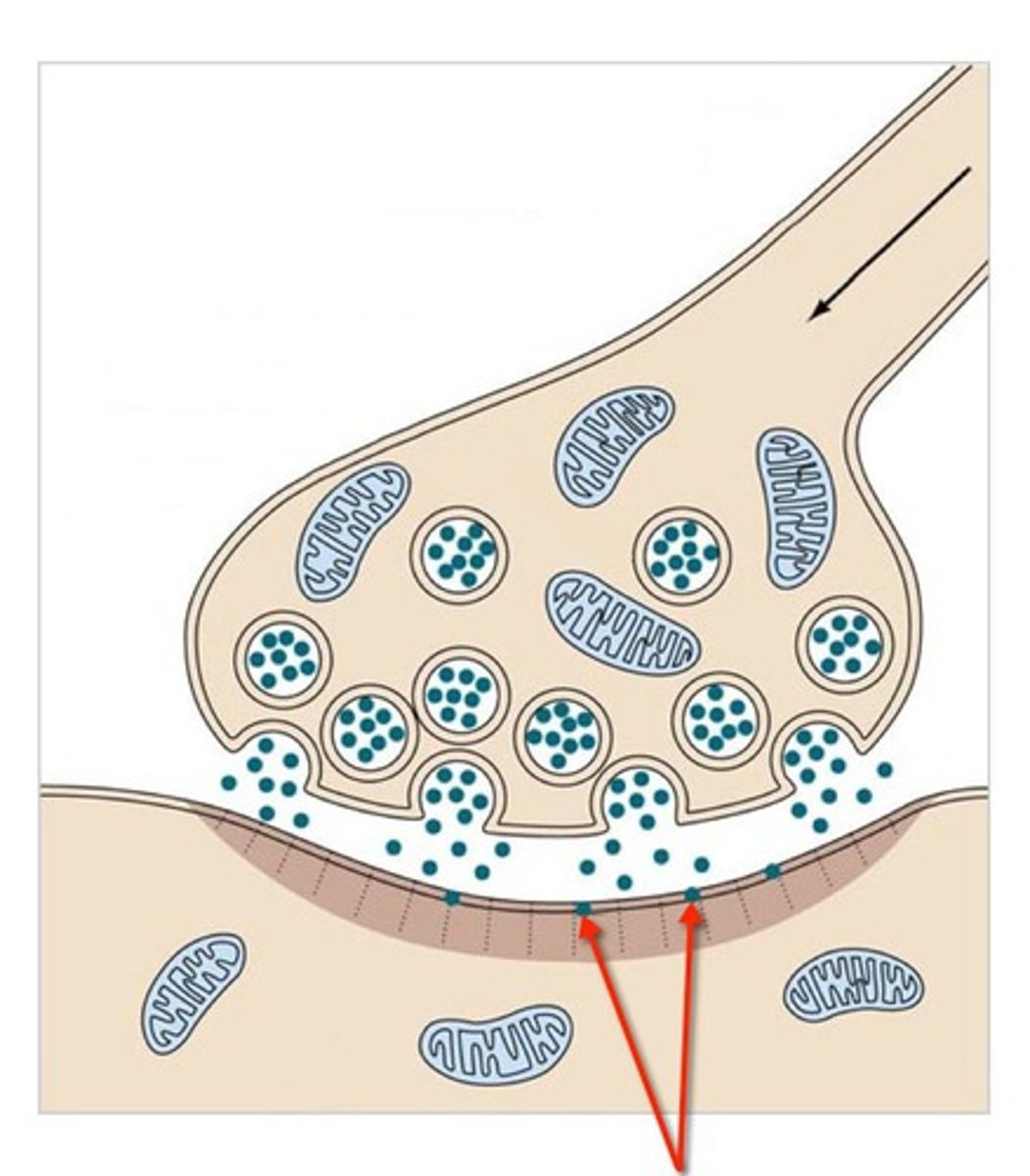 <p>surface proteins on dendrites that serve as the binding sites for chemical signals</p>