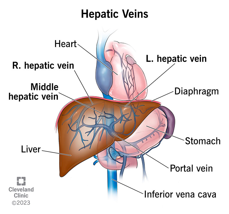 <p>Gan</p><p>TM chủ dưới (inferior vena canva)</p><p>TM cửa (hepatic portal vein)</p>