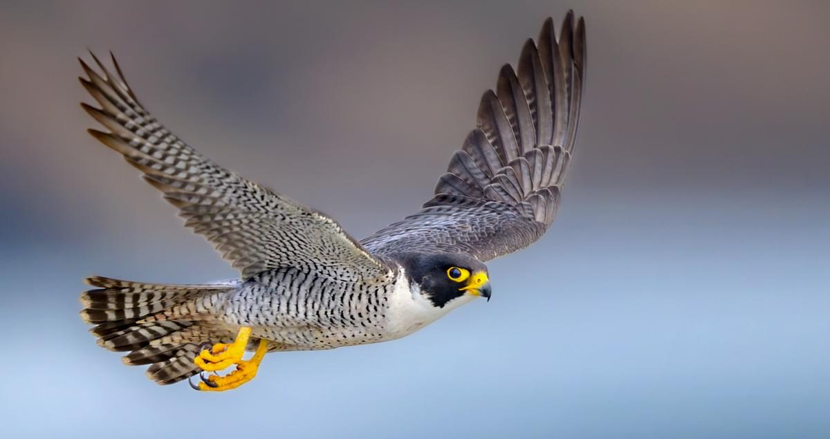 <p>Powerful falcon, dark head and sideburns, fast stoop.</p>