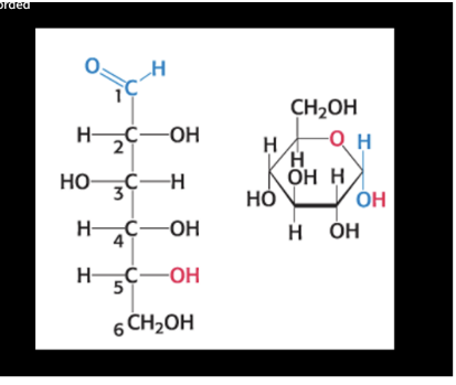 <p>how many asymmetric carbons?</p>