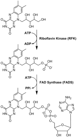 <p>FAD Synthesis</p>