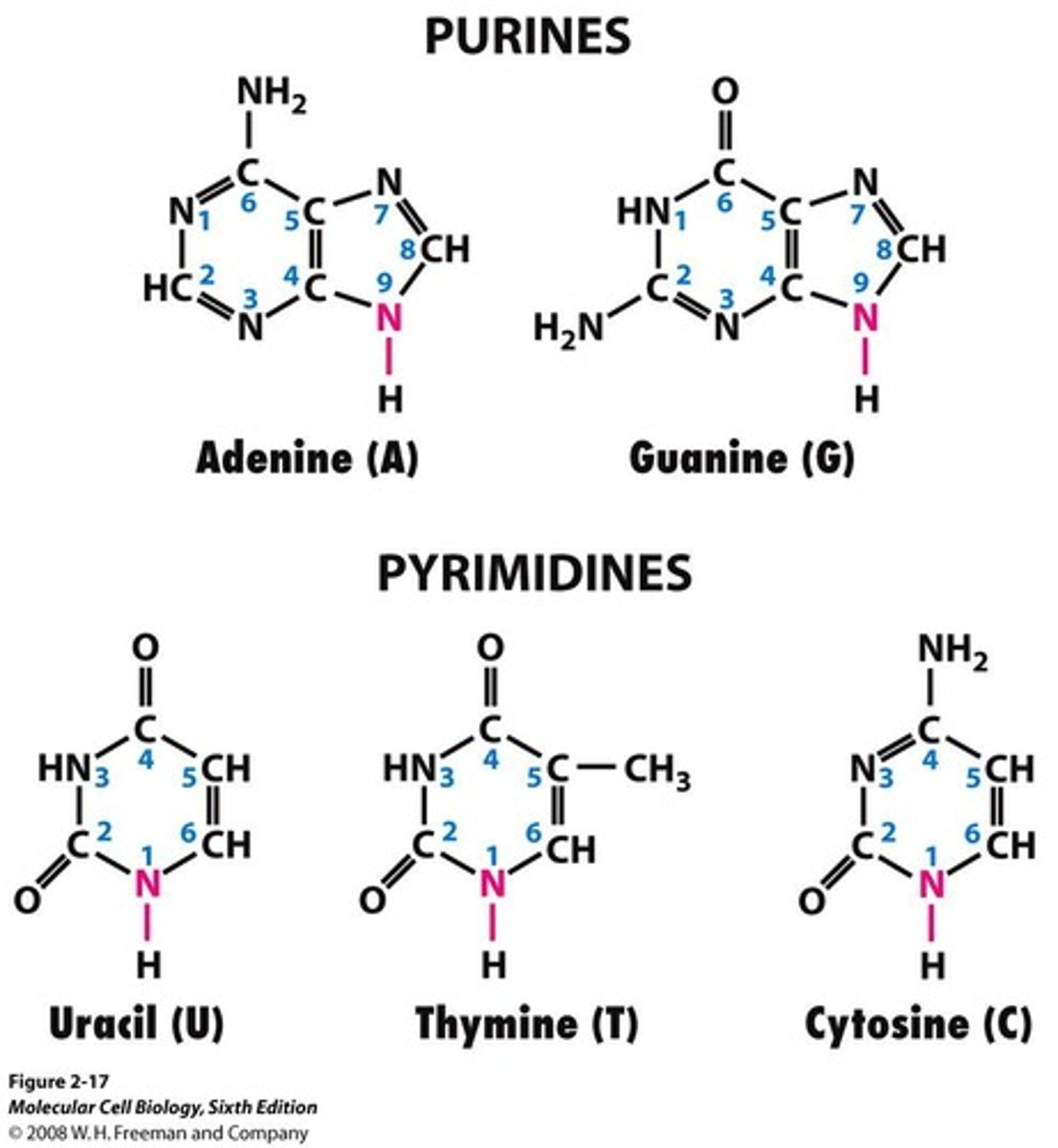 <p>Pyrimidines (thymine, cytosine, uracil) and Purines (adenine, guanine).</p>