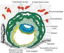 <p><mark data-color="red">First trimester: implantation</mark></p><p>Can you label, describe and explain what this diagram is/shows?</p>