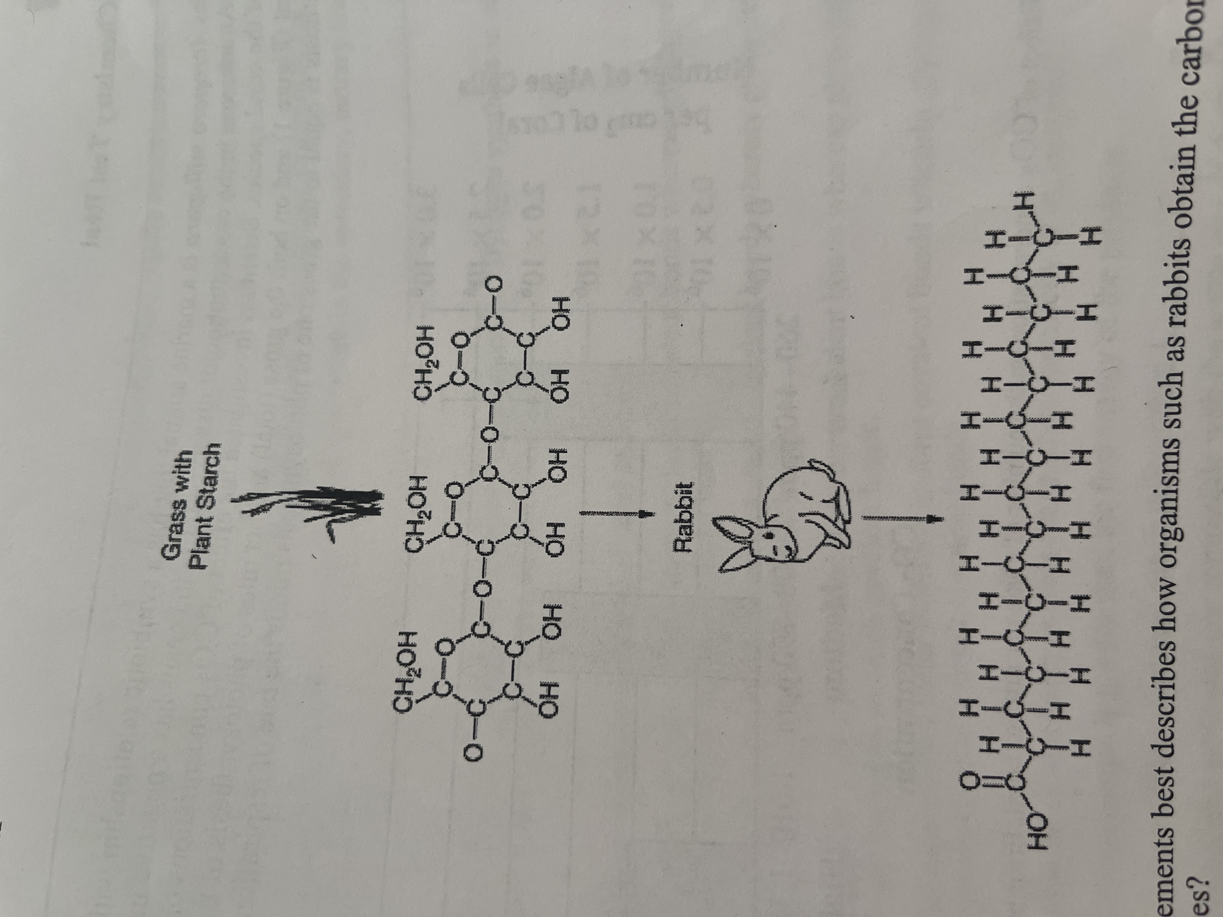 <p>Which of the following best describes how organisms such as rabbits obtain the carbon necessary for building biological molecules?</p>