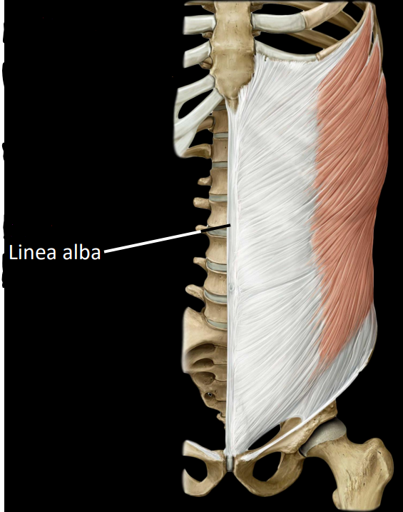 <p>largest, most superficial muscles</p><ul><li><p>rotates torse towards contralateral (opposite) side</p></li><li><p>laterally flex trunk</p></li></ul><p></p>