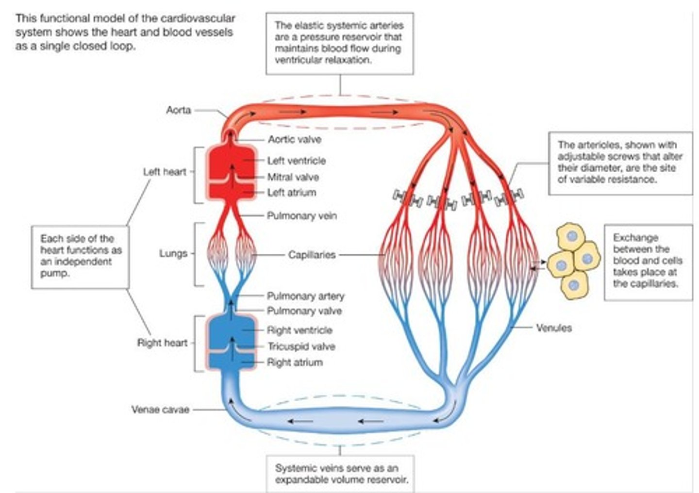 <p>The right and left sides of the heart.</p>