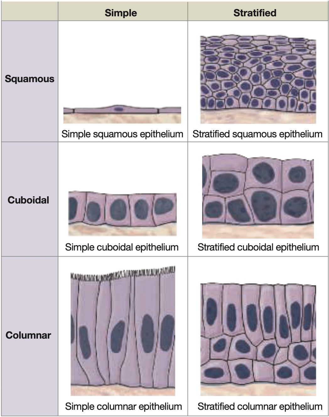 1.     Cell shape -> squamous, cuboidal, or columnar 
2.     Cell layers -> simple or stratified 
