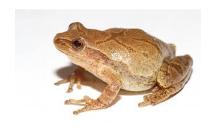 <p>*<span><span>Dark X mark shape on back</span></span></p>