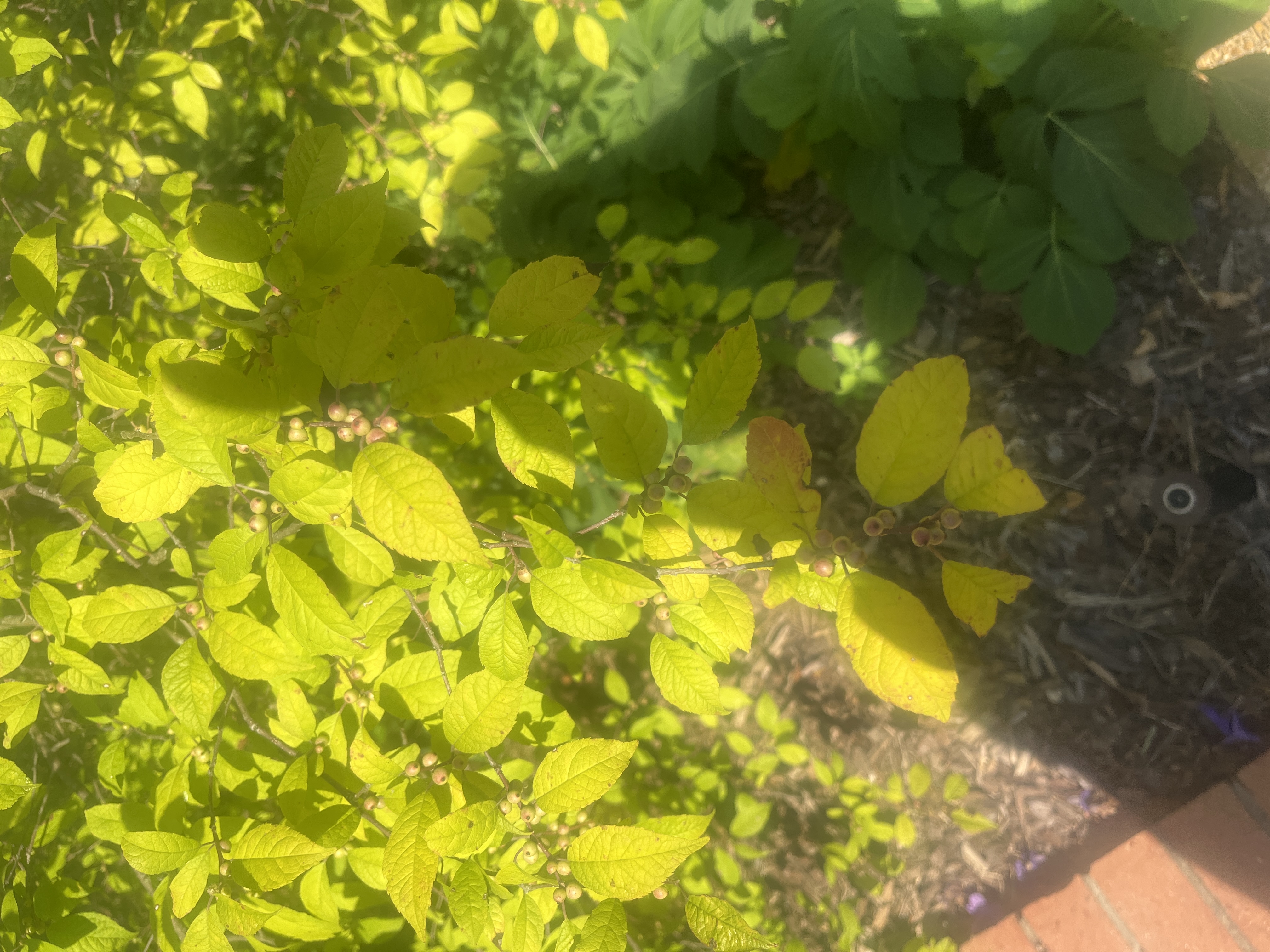 <p>Red chokeberry scientific name</p>