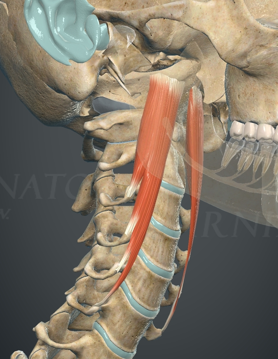 <p>What muscle is this?</p>
