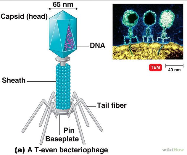 <p>What is the name of the protein coat on viruses that protects its genetic material? </p>