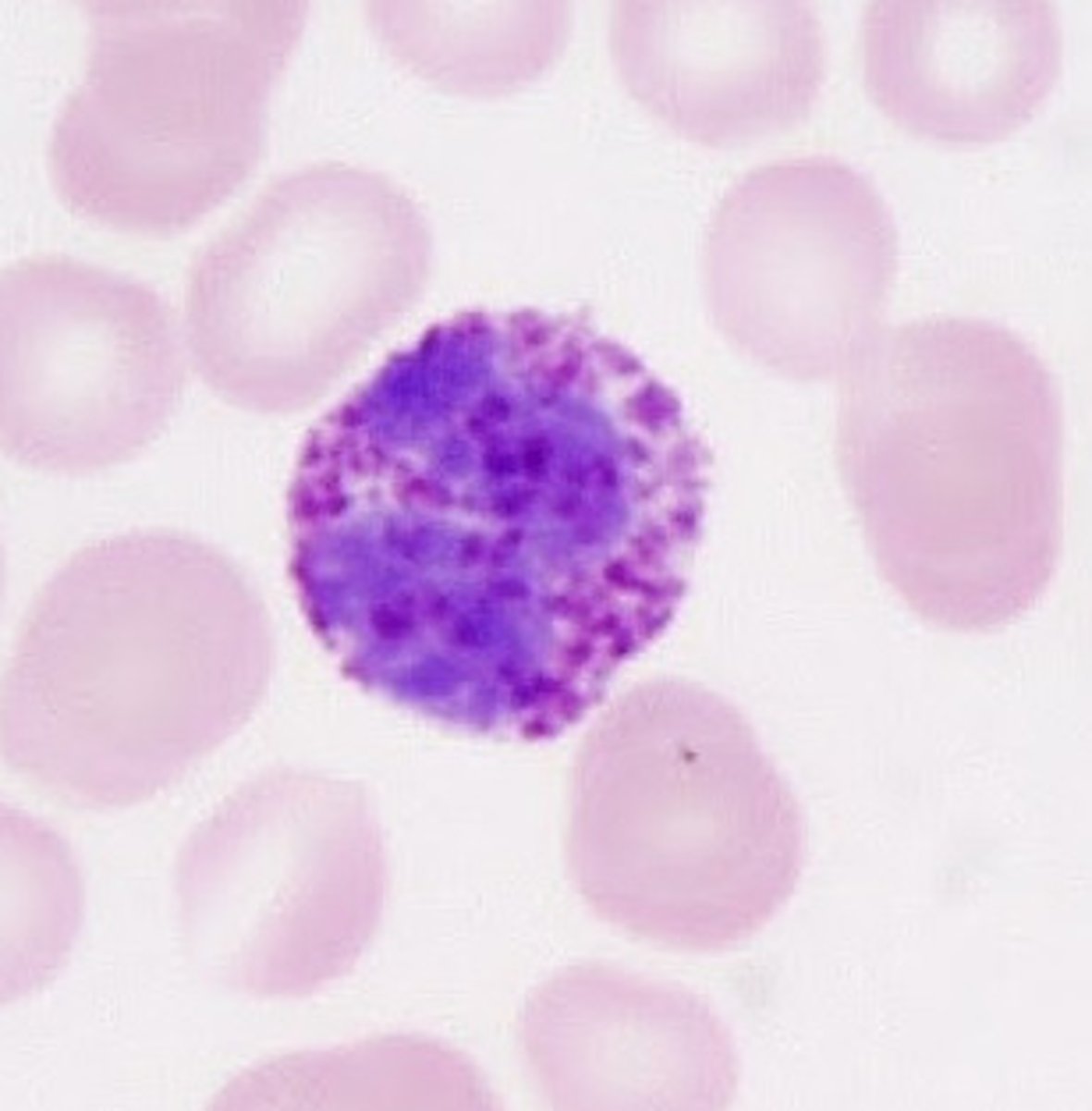 <p>Structure: Nuclei is U or S shaped but is obstructed by HUGE purple/black granules<br><br>Function: A WBC that produces histamine --&gt; causing inflammation during an immune response</p>