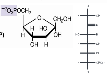 <p>fructose 6 phosphate</p>