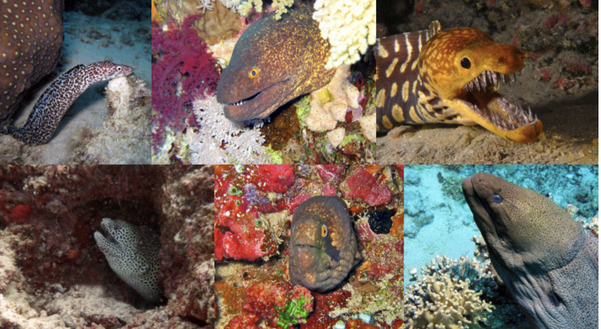 <p>eels</p><p></p><p>Key traits:</p><ul><li><p>940 species</p></li><li><p>mostly marine, global, no gular plate, no scales, no pelvic fin, carnivores, leptocephalus tail round or pointed</p></li></ul><p></p>