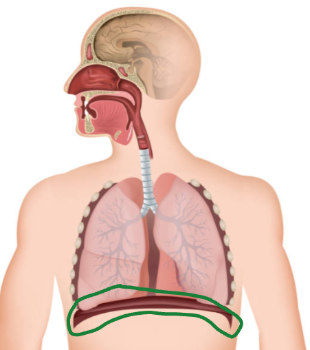 <p>Muscle Aids in Breathing.</p>