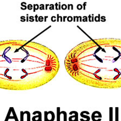 <p>meiosis two, anaphase</p>