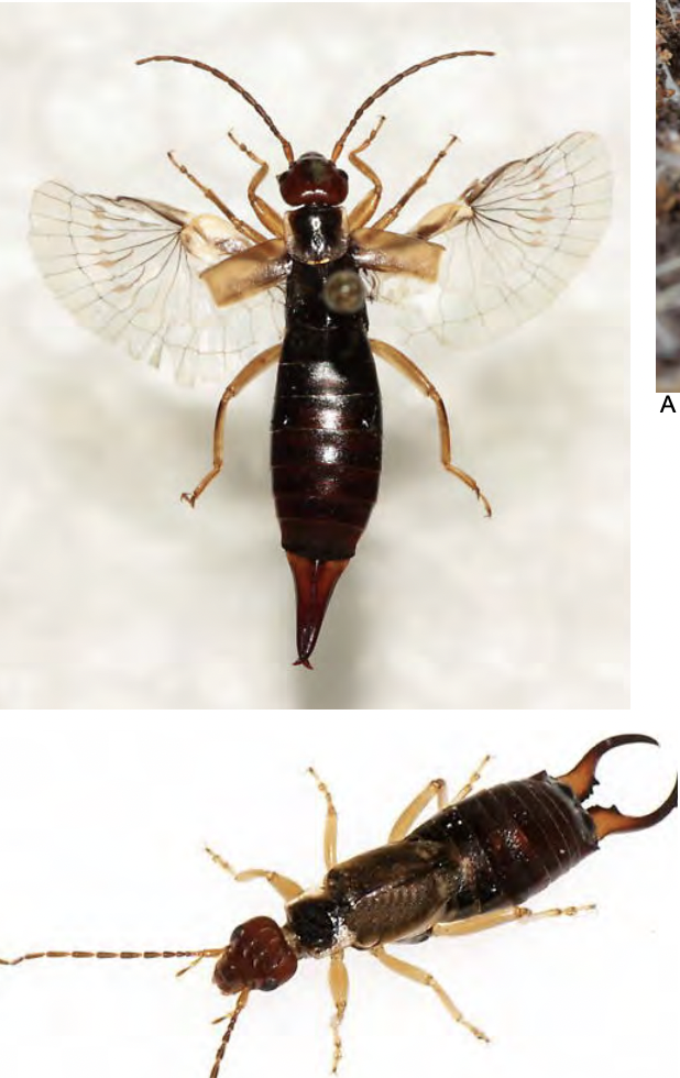 <p><u>Earwigs</u></p><ul><li><p>Hemimetabolous</p></li><li><p>Morpho:</p><ul><li><p>mandibulate mouthparts</p></li><li><p>forcep like cerci</p></li><li><p>forewings short and leathery</p></li><li><p>hindwings membraneous</p></li></ul></li><li><p>nocturnal</p></li><li><p>find them in debris, under rock, under bark</p></li><li><p>Perserve in alc or pin</p></li></ul><p></p>