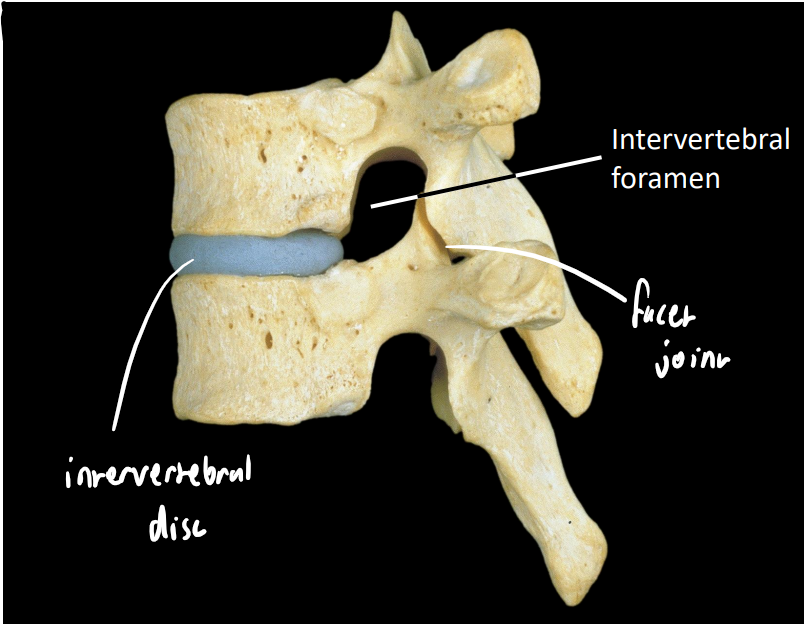 <p>what are some key structures in this image</p>